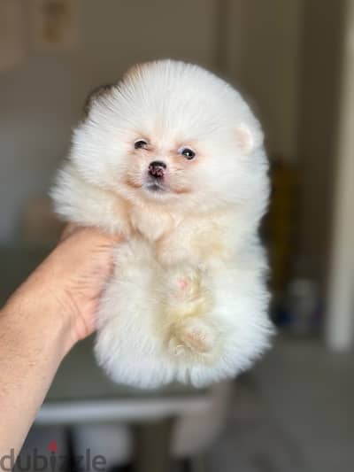 Teacup Pomeranian بومارنيان