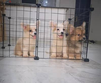 corgi