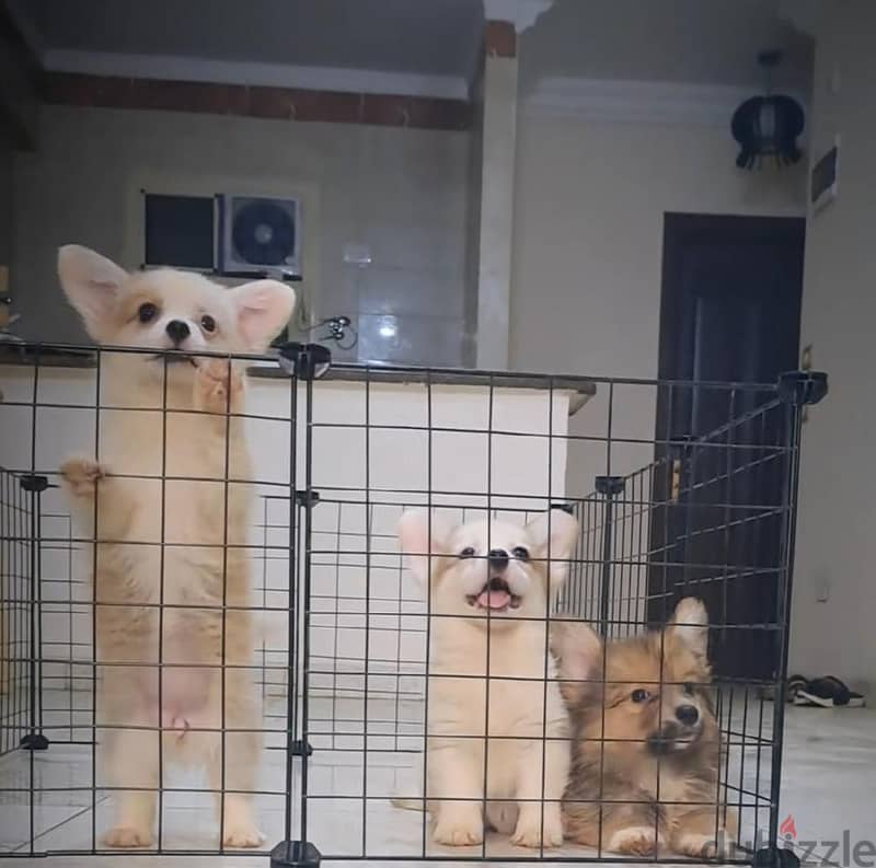 corgi 1