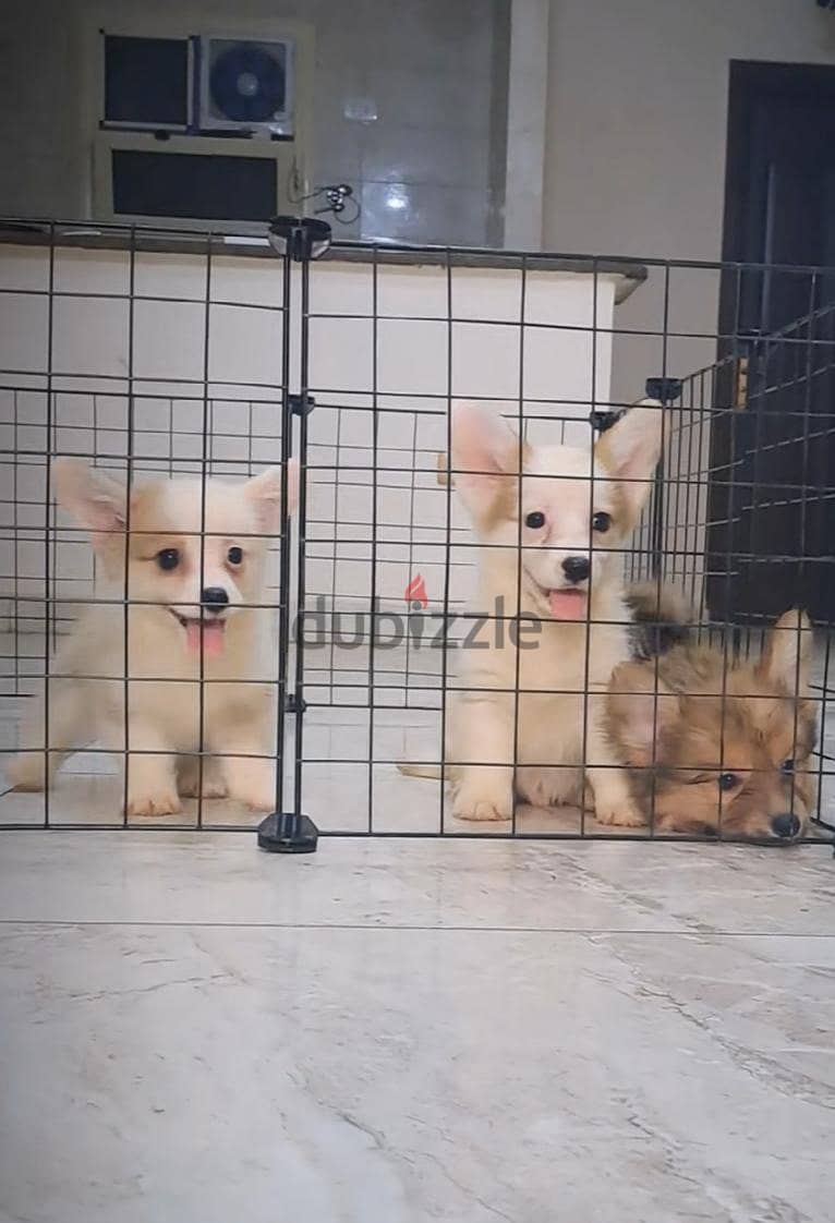 corgi 2