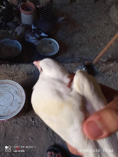 بيع حمام بلدي