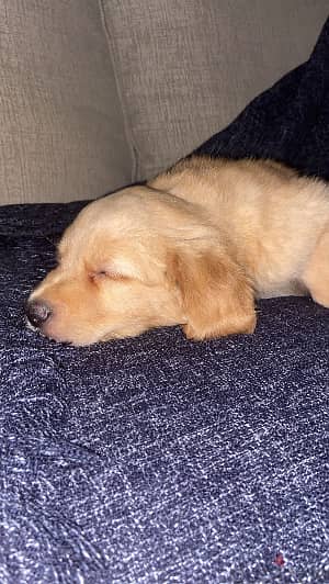 2 Month and half Vaccinated Golden Retriever Puppy for Sale