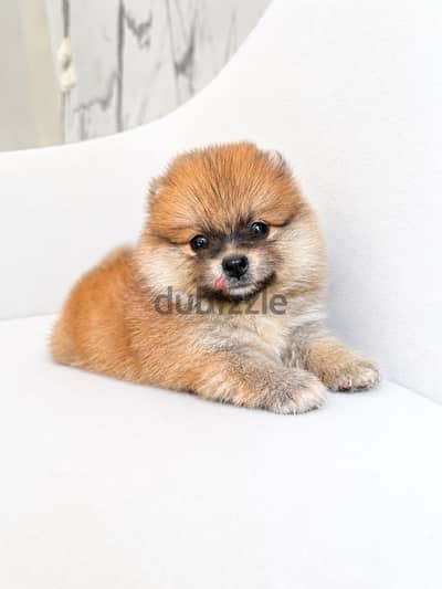 Pomeranian puppy بومرينيان بومرينين