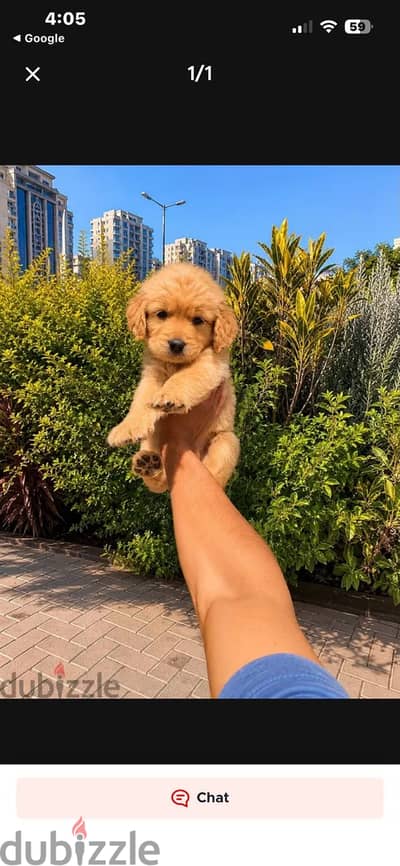 جولدن golden retriever