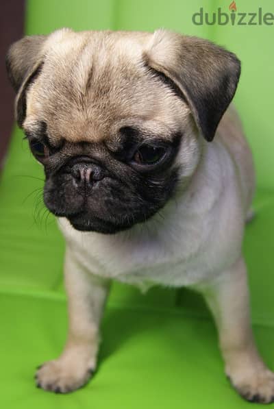 Pug puppy male ولد بج