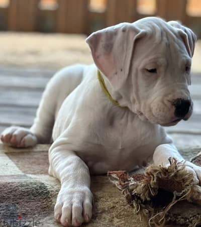 Dogo argentino puppy female from Russia