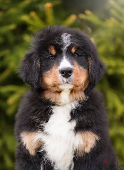 Bernese mountain dog puppy male from Russia