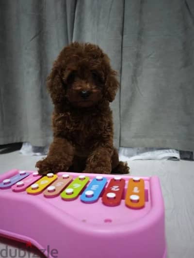 Toy poodle puppy female