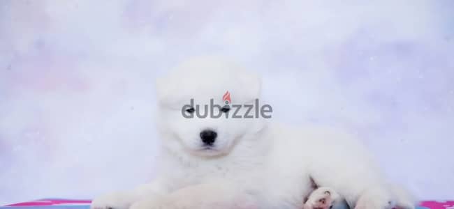 Samoyed puppy female from Russia