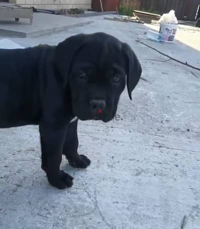Cane corso puppy boy from Russia