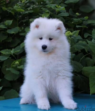 Samoyed puppy female from Russia