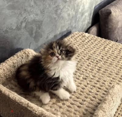 Scottish fold longhair kitten female from Russia