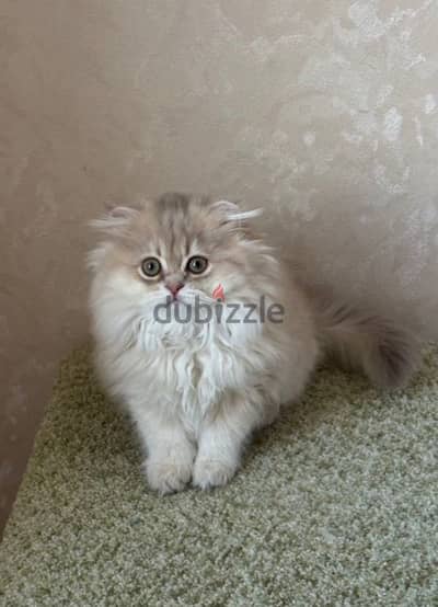 Scottish fold longhair kitten female