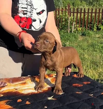 American pit bull terrier puppy