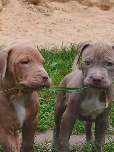 American pit bull terrier puppy boy