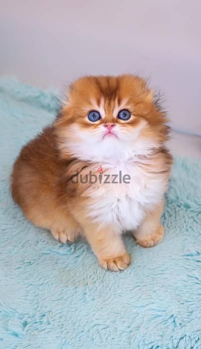 Scottish fold longhair kitten female from Russia