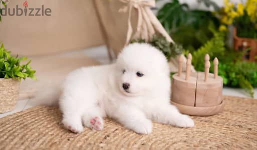 Samoyed puppy female from Russia