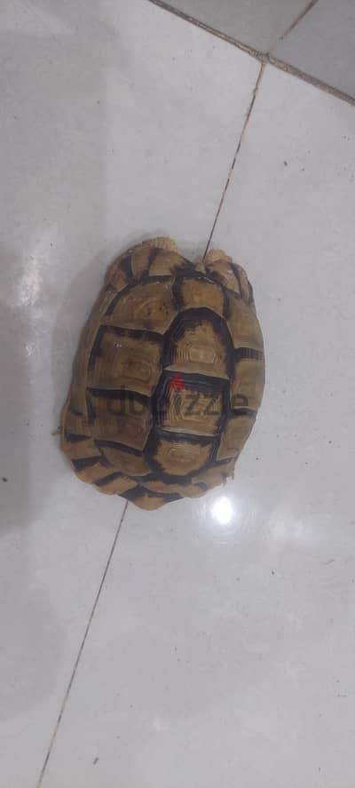 سلحفاة ذكر بصحه جيده جدا