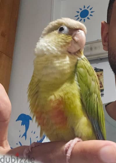 Green Cheek Conure جرين شيك كونيور بينابول