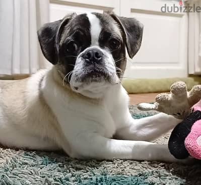 Cocker Pug