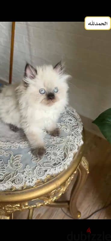 قطه هيمالايا شوكليت