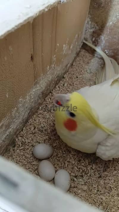 كوكتيل بايض