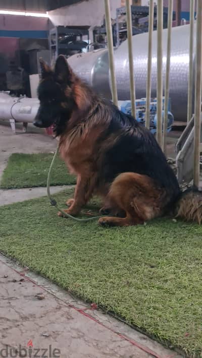 German shepherd dog pure breed show line
