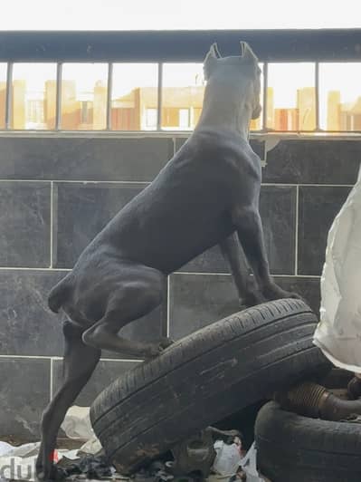 5 months Cane Corso puppy