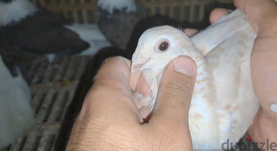 مجموعه حمام للبيع خش اقرأ كلمني و مش هنختلف ان شاء الله