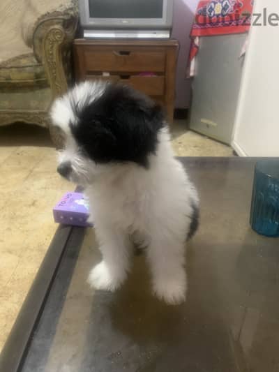 Mini Griffin and Maltese Mini Griffin and Maltese