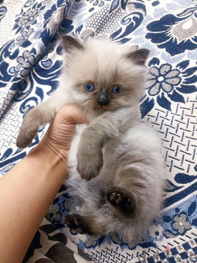 ولد Ragdoll سيل بوينت