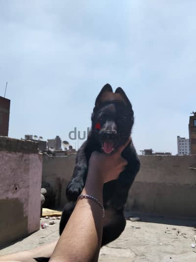مالينو دارك