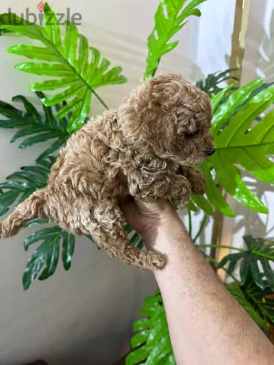 جراوى بودل