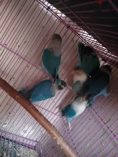 فيشر بلاك مسك شغال
