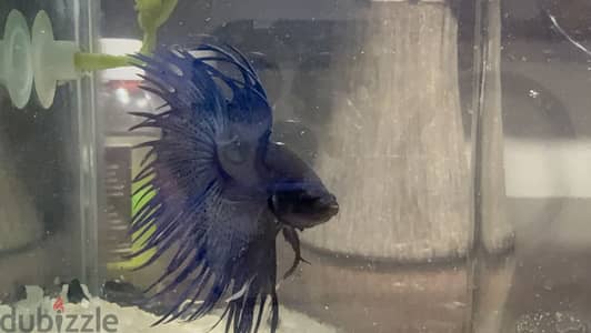 Crowntail Betta فايتر سمك زينة