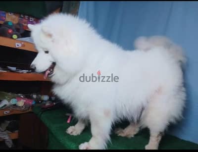 ساموييد  samoyed