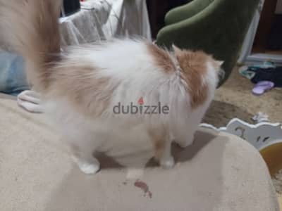 الغربيه طنطا خرسيت طريق شوبر