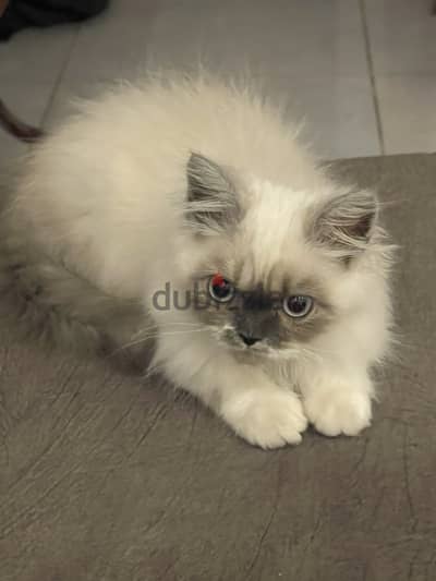 قطه هيمالايا ٦ شهور شقيه للبيع