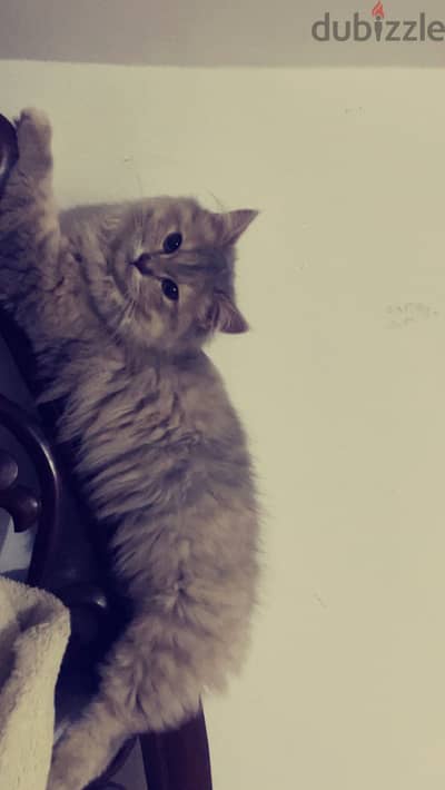 قطه للتبني بنت