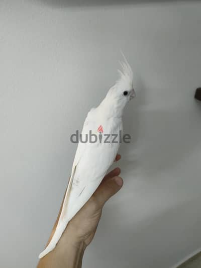 كوكتيل بصمه ازابيل