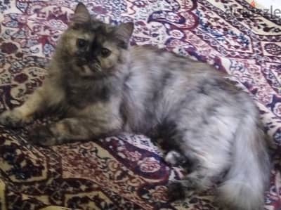 قطه شيرازي بيور تبني العمر سنه و5شهور