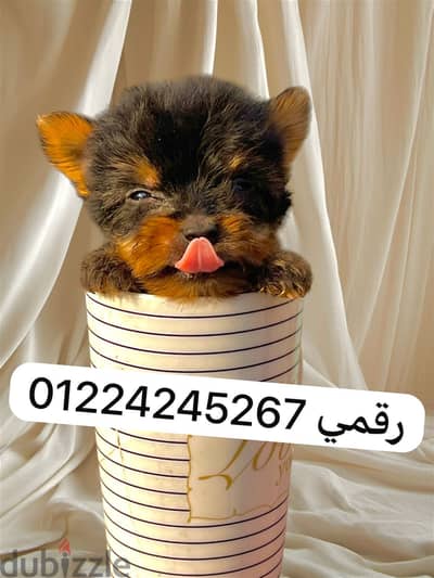 Puppy yorkshire teacup