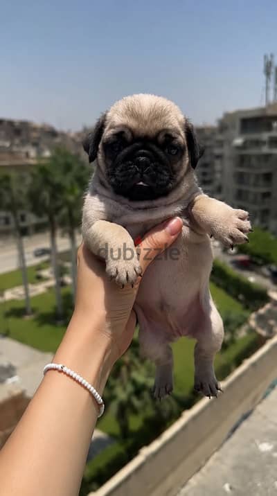 Puppy pug