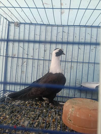 بسم الله ما شاء الله شوية زغاليل وشبابات زيادات من الإنتاج بفضل الله