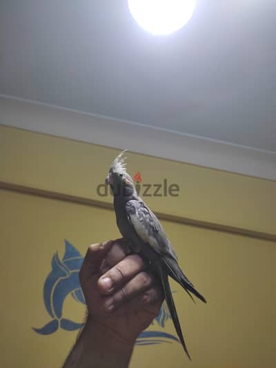 كوكتيل حبشي مدرب