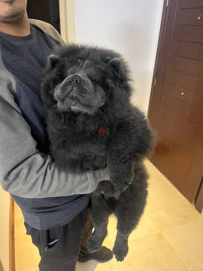 chow chow male