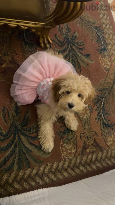 Female maltipoo