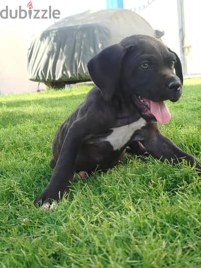 female Cane Corso
