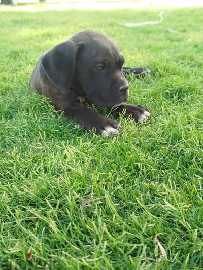 female Cane Corso