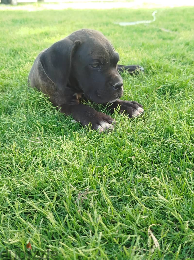 female Cane Corso 1